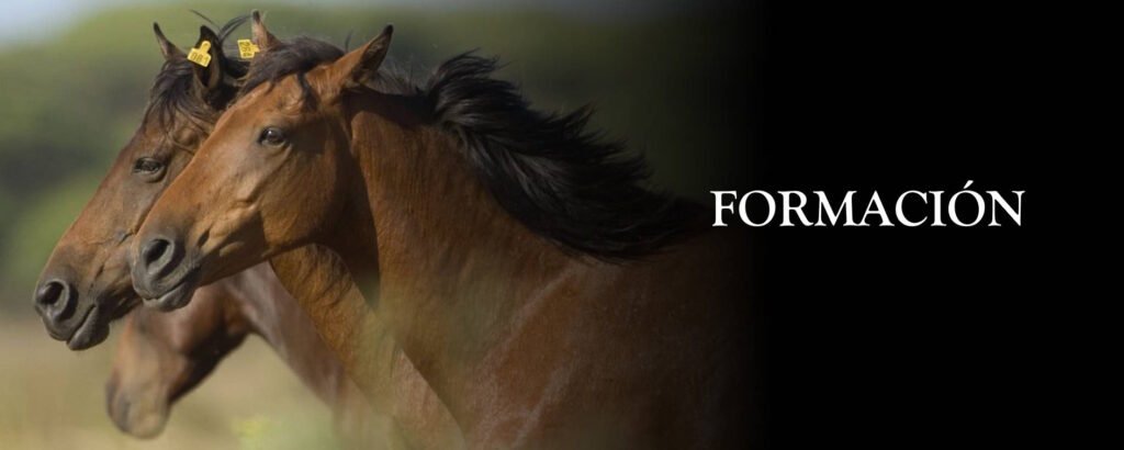 Formacion